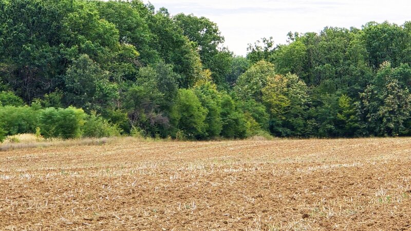 Ciofliceni The Forest Collection - 500 mp  Padurea Snagov -  comision 0%